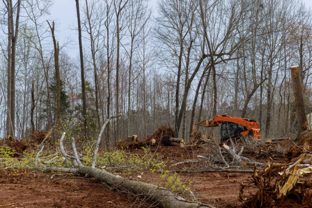 How Our Tree Care Process Works  in  Malta, MT