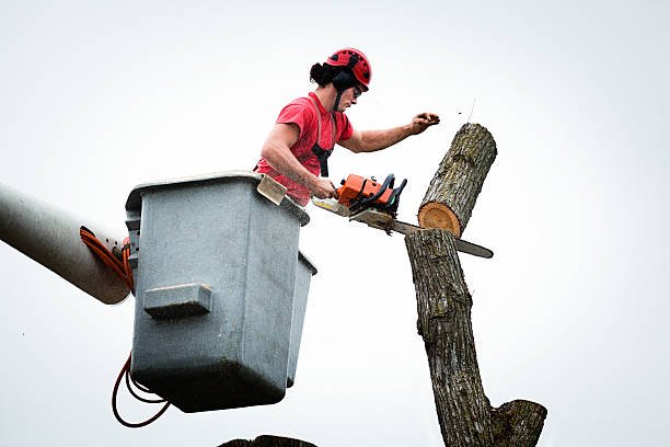 Best Commercial Tree Services  in Malta, MT