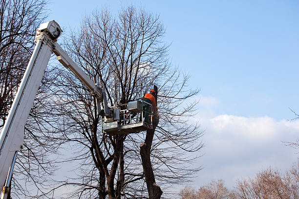 Best Firewood Processing and Delivery  in Malta, MT